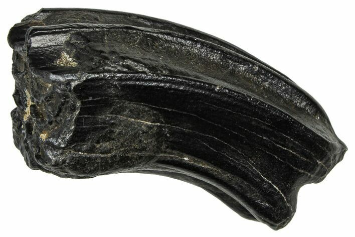 Pleistocene Aged Fossil Horse Tooth - South Carolina #374119